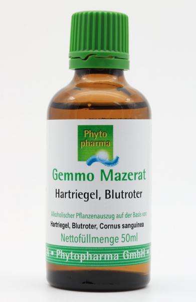 Gemmo Mazerat Hartriegel, Blutroter (Cornus sanguinea)